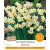 Narcissus 'Minnow' (25 Bulbs) -Green Haven Garden Supplies 1083047