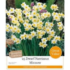 Narcissus 'Minnow' (25 Bulbs)