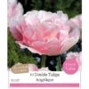 Tulip 'Angelique' (10 Bulbs) -Green Haven Garden Supplies 1083055