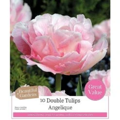Tulip 'Angelique' (10 Bulbs)