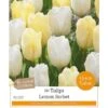 Lemon Sorbet Tulip Collection (10 Bulbs) -Green Haven Garden Supplies 1083066