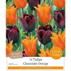 Chocolate Orange Tulip Collection (12 Bulbs)