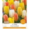 Fruit Cocktail Tulip Collection (12 Bulbs) -Green Haven Garden Supplies 1083069