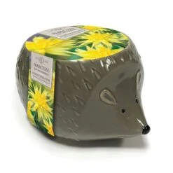 Narcissus 'Rip Van Winkle' Ceramic Hedgehog Gift Planter