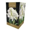 Amaryllis Marilyn -Green Haven Garden Supplies 1094564