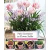Patio Container Tulip & Chionodoxa Collection (20 Bulbs) -Green Haven Garden Supplies 1119799