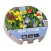 Wild Blooms Ready To Play Tray 38cm (45 Bulbs) -Green Haven Garden Supplies 1160816