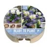 Tulip & Anemone Ready To Plant Plant-O-Mat Tray 24cm (19 Bulbs) -Green Haven Garden Supplies 1160827