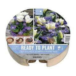 Tulip & Anemone Ready To Plant Plant-O-Mat Tray 24cm (19 Bulbs)
