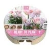 Tulip & Chionodoxa Ready To Plant Plant-O-Mat Tray 24cm (19 Bulbs) -Green Haven Garden Supplies 1160828