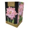 Amaryllis 'Dancing Queen' (1 Bulb) -Green Haven Garden Supplies 1248929