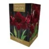 Amaryllis Black Pearl Gift Pack 2 Amaryllis Black Pearl Gift Pack -Green Haven Garden Supplies 666429