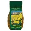 Narcissus 'Cornish Gold' Carri-Pack 2kg -Green Haven Garden Supplies 807423