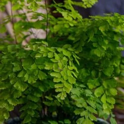 Adiantum Fragrans (Maidenhair Fern) -Green Haven Garden Supplies ADIANFRAG 2