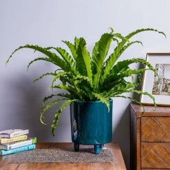 Asplenium 'Osaka' (Japanese Bird's Nest Fern)