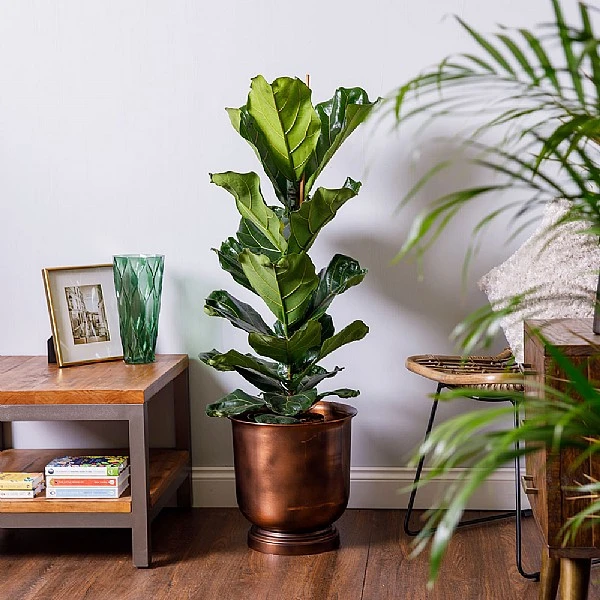 Fiddle-Leaf Fig (Ficus Lyrata) 3 Fiddle-Leaf Fig (Ficus Lyrata)